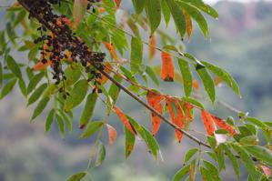 Toxicodendron