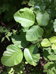 Toxicodendron