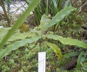 Triphyophyllum