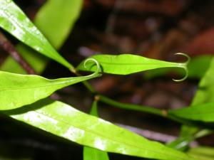 Triphyophyllum