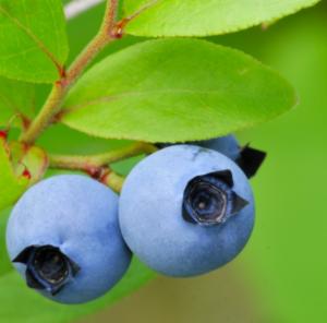 Vaccinium