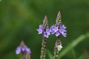 Verbena