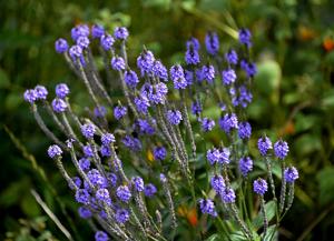 Verbena