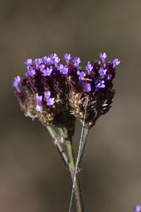 Verbena