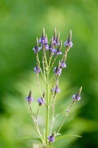 Verbena