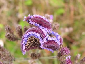 Verbena