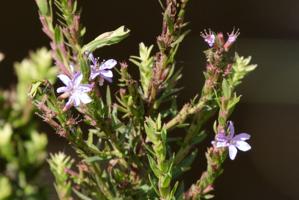 Verbena