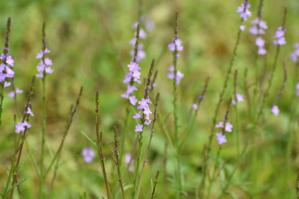 Verbena