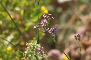 Verbena