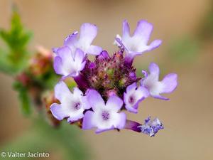 Verbena