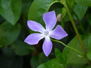 Vinca