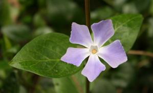 Vinca