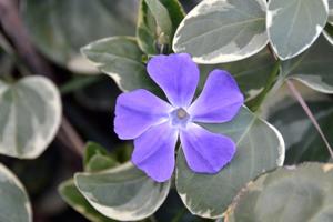 Vinca