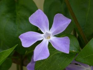 Vinca