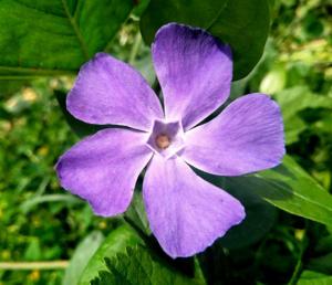 Vinca