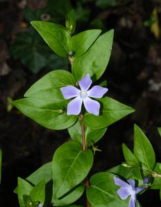 Vinca