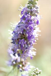 Vitex