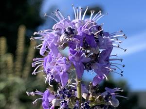 Vitex