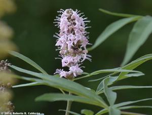 Vitex