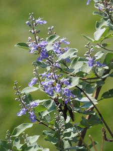 Vitex