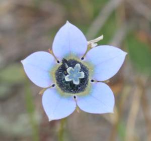 Wahlenbergia