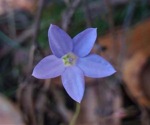 Wahlenbergia