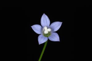 Wahlenbergia