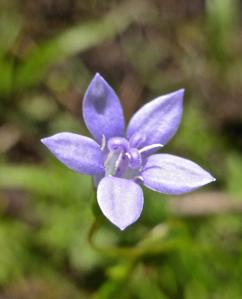 Wahlenbergia