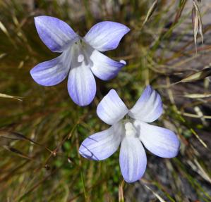 Wahlenbergia