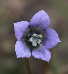 Wahlenbergia