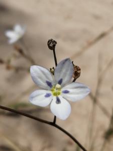 Wahlenbergia