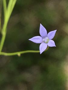 Wahlenbergia