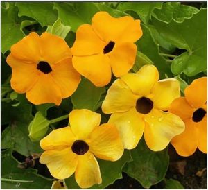 Black-Eyed Susan Vine Seeds