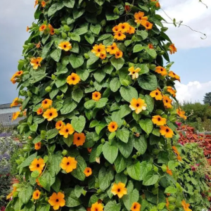 Black-Eyed Susan Vine Seeds