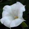 Datura