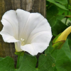 Datura