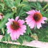 Echinacea