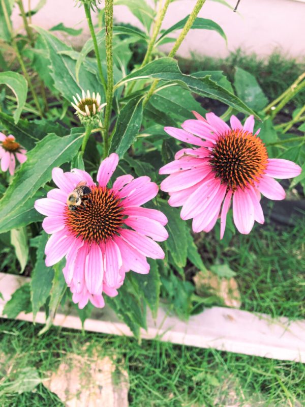 Echinacea