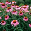 Echinacea