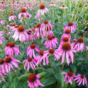 Echinacea