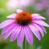 Echinacea