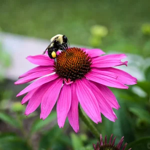 Echinacea