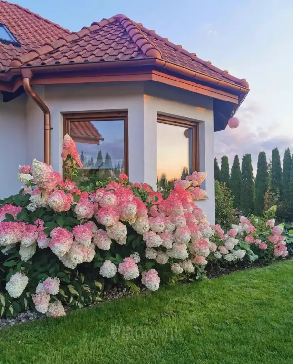 Ice Cream Hydrangea Seeds - Main