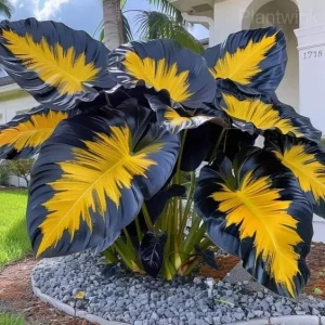 Giant Caladium Seeds-Yellow and Black