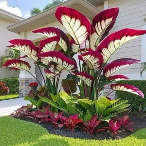 Giant Caladium Seeds-White and Red