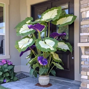 Giant Caladium Seeds-White and Green