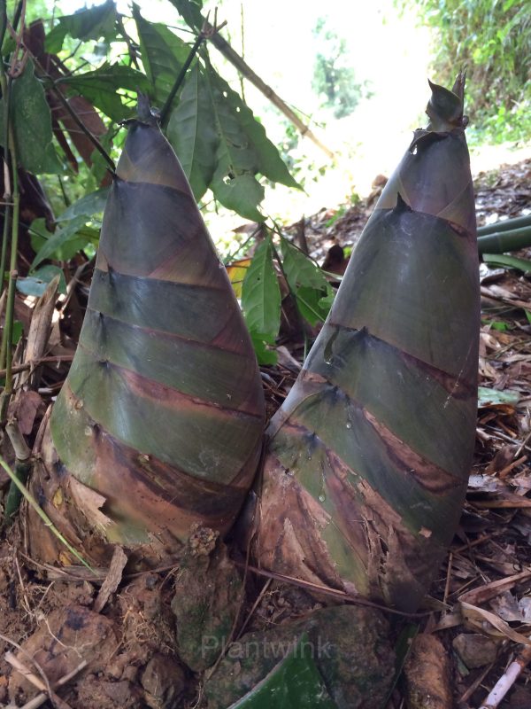 Majestic Dragon Bamboo Seeds