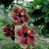 Royal Fantasy Hibiscus Seeds