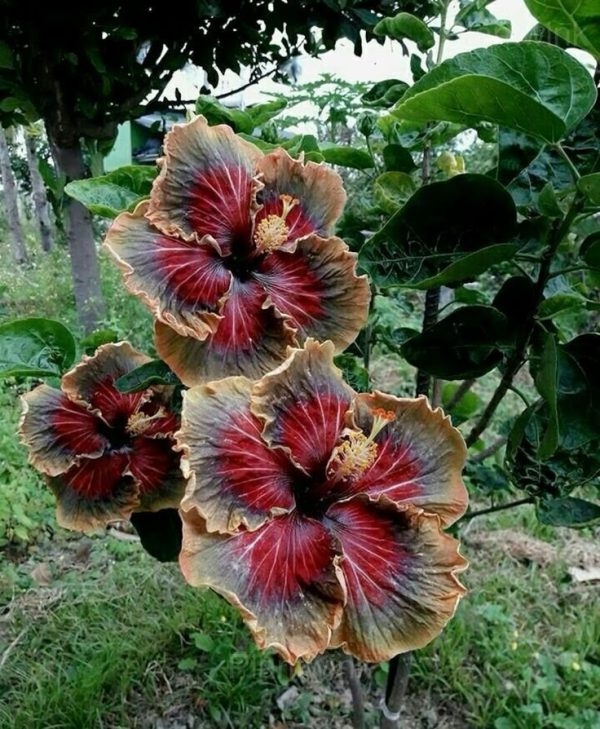 Royal Fantasy Hibiscus Seeds