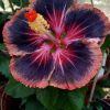 Royal Fantasy Hibiscus Seeds